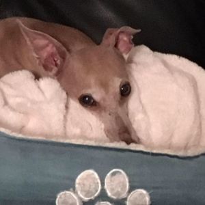 Meet your Posher, Joyce